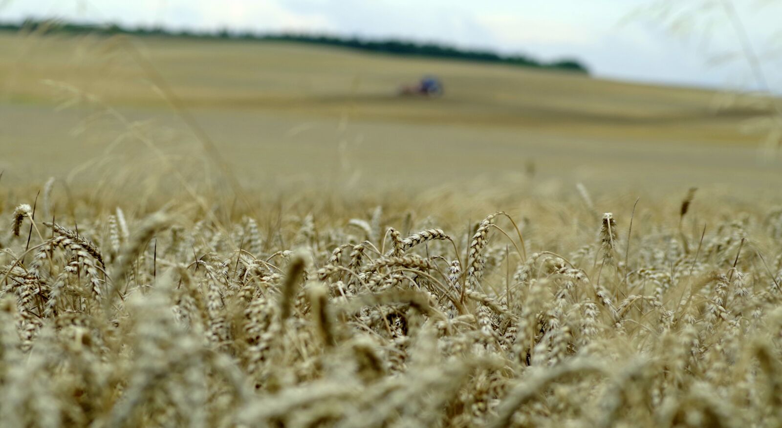 Pentax K-S2 sample photo. Corn, field, ears photography