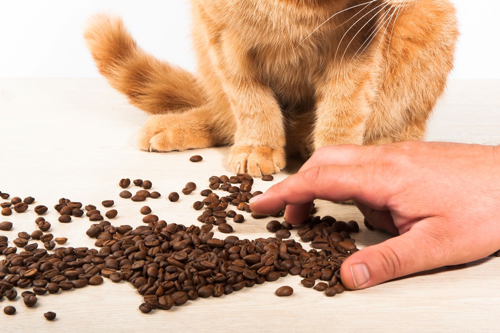 Nikon D700 sample photo. Cat, coffee, hand photography