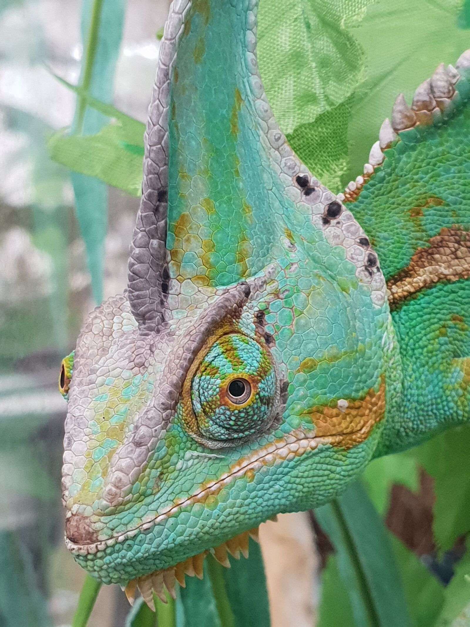 Samsung Galaxy S9 sample photo. Chameleon, transformation, nature photography