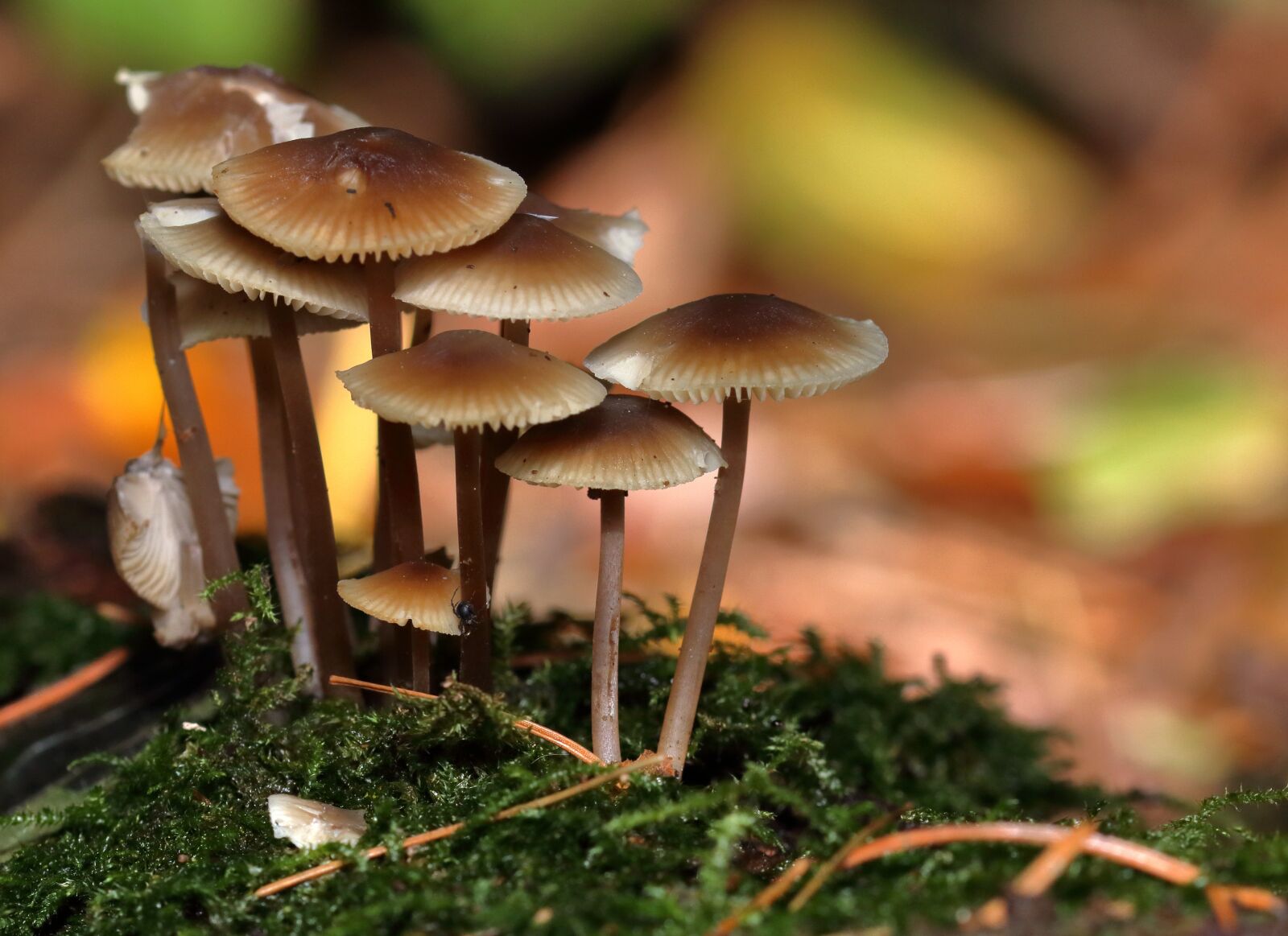 Canon EOS 80D sample photo. Mushrooms, fungi, autumn photography