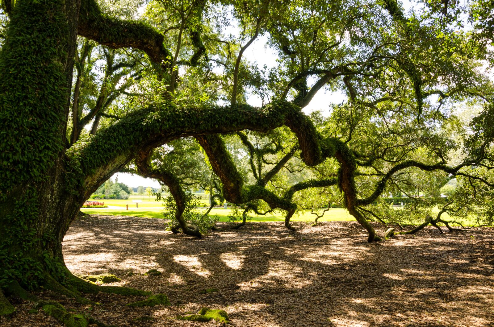 Nikon D5100 sample photo. Oak alley plantation, usa photography