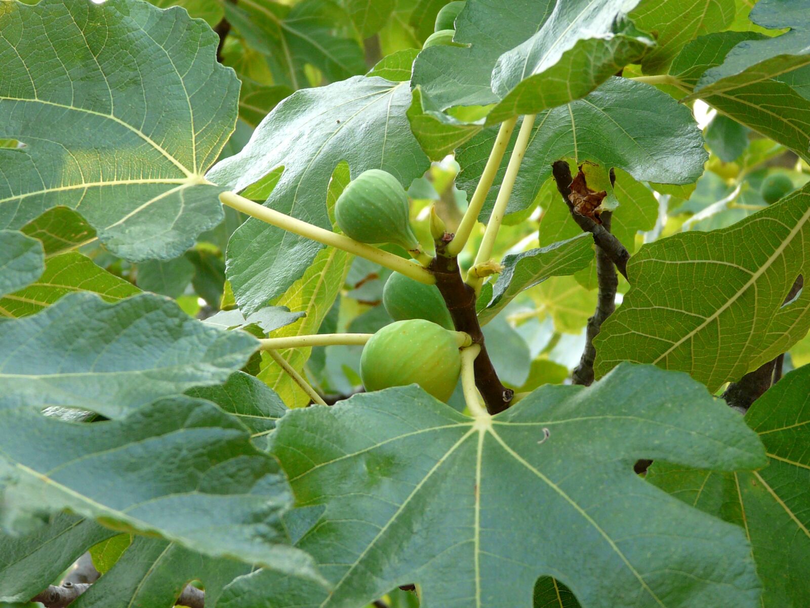 Panasonic DMC-FZ18 sample photo. Fig tree, fig, close photography