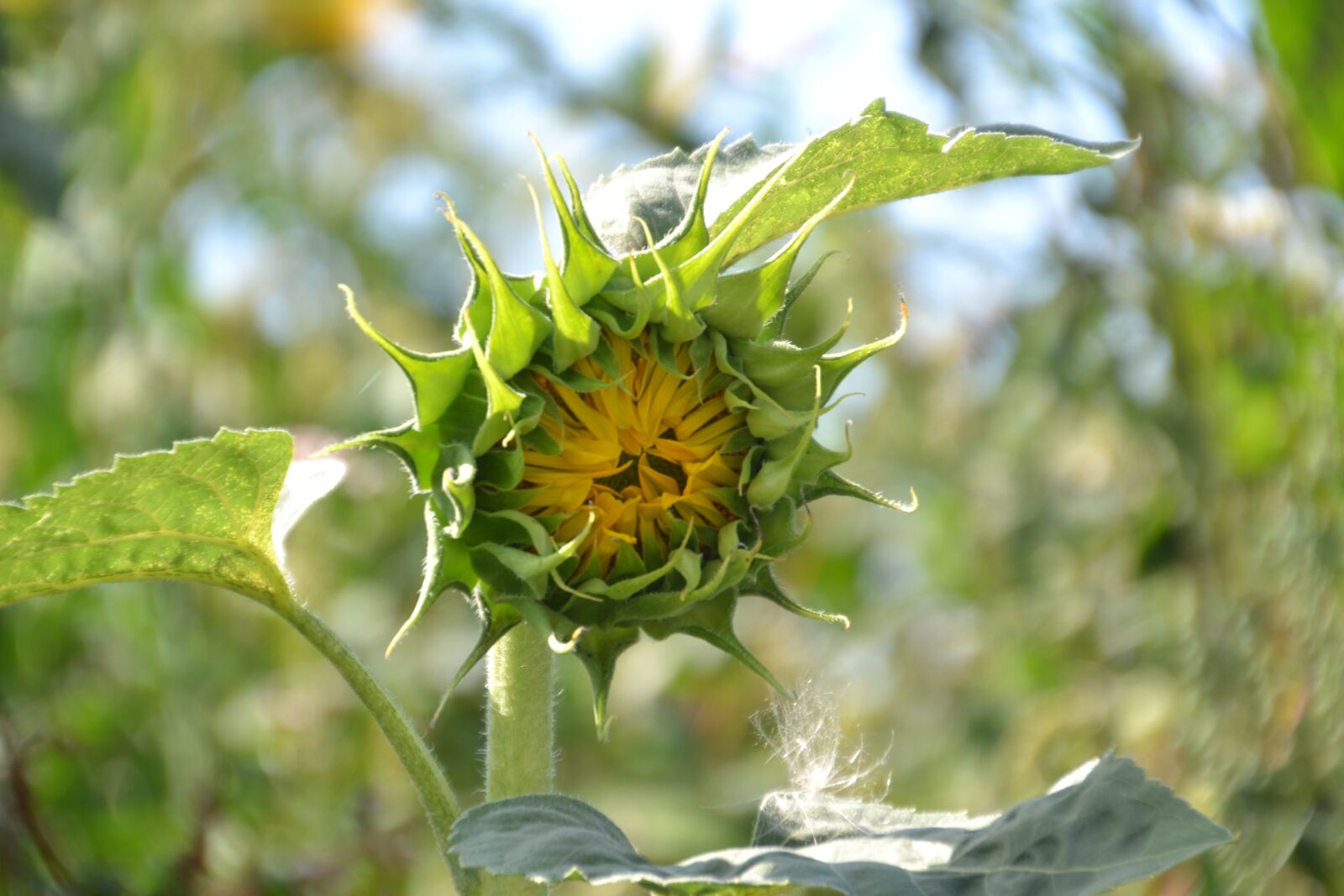 Nikon D3100 sample photo. Sunflower, bud, blossom photography