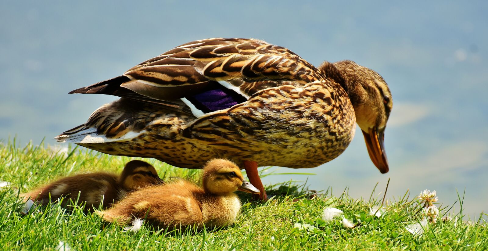 Nikon D7200 sample photo. Duck, chicks, ducklings photography