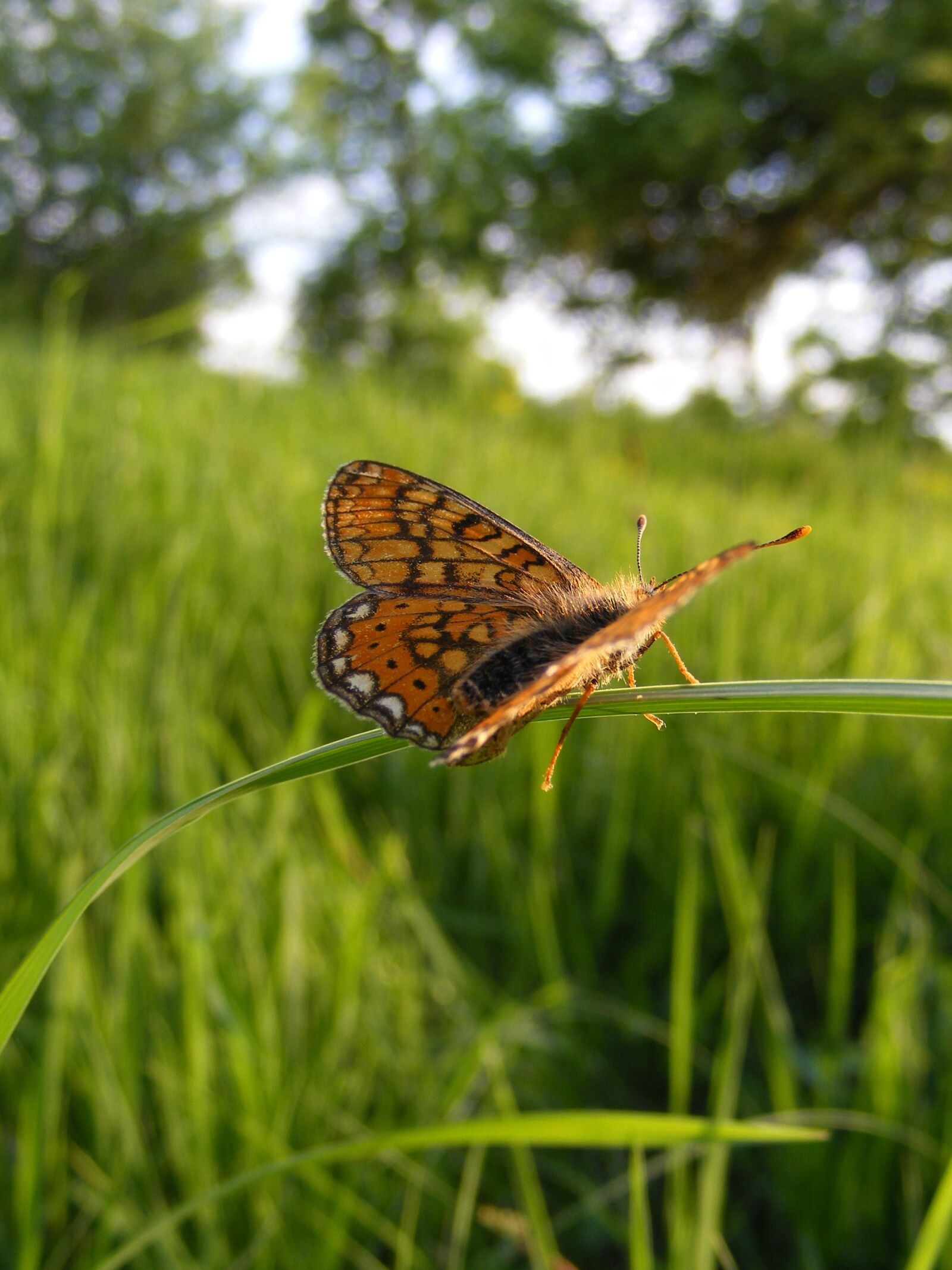 Fujifilm FinePix S5700 S700 sample photo. Bordered, butterfly, clossiana photography