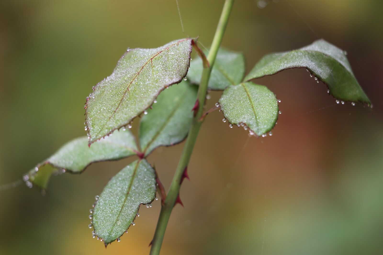 Canon EOS 6D + Canon EF 70-300 F4-5.6 IS II USM sample photo. Rose, leaves, branch photography