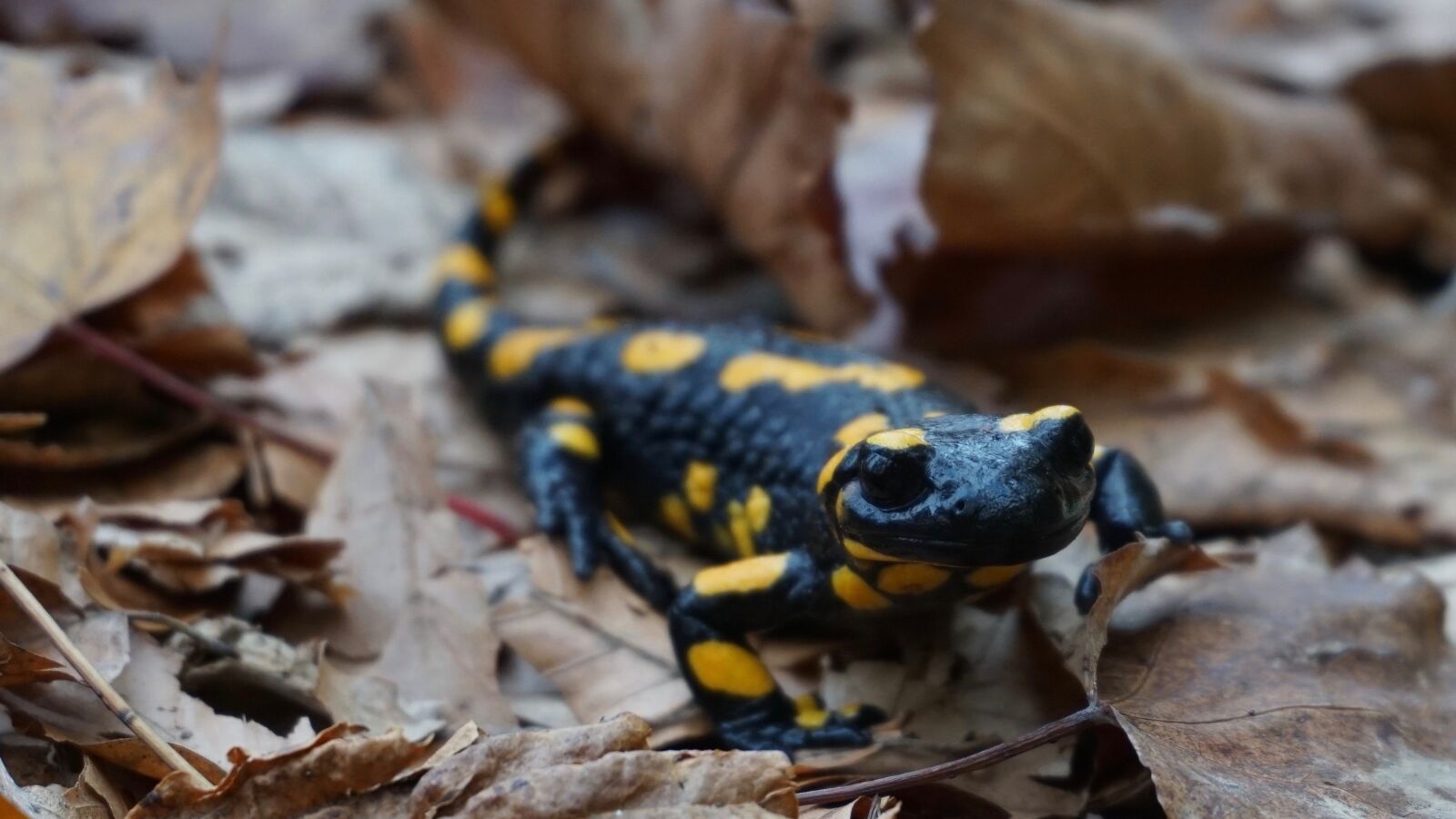 Sony E 16-50mm F3.5-5.6 PZ OSS sample photo. Fire salamander, animal, salamander photography