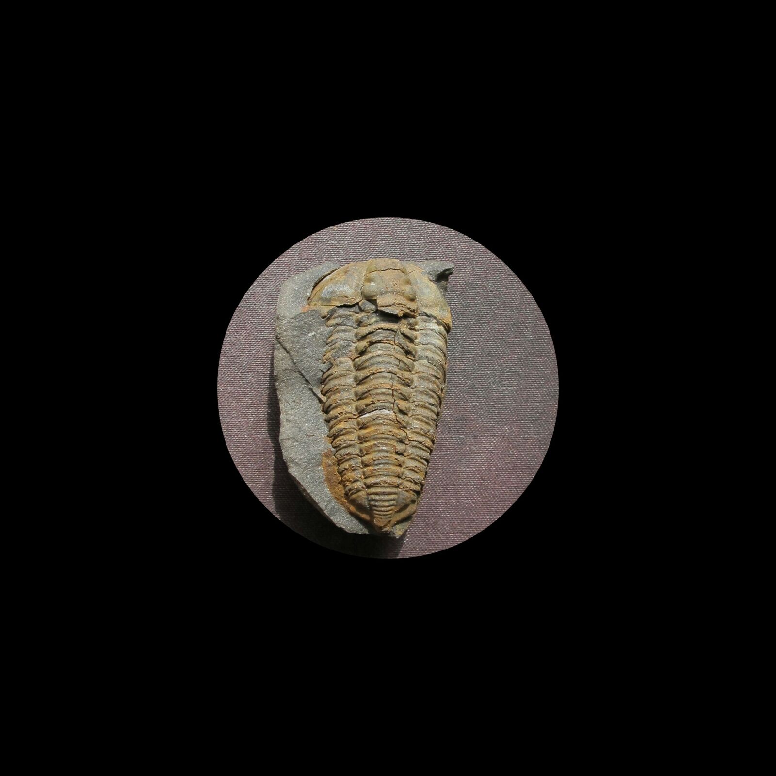 Canon PowerShot G12 sample photo. Fossil, trilobite, colpocoryphe bohemica photography