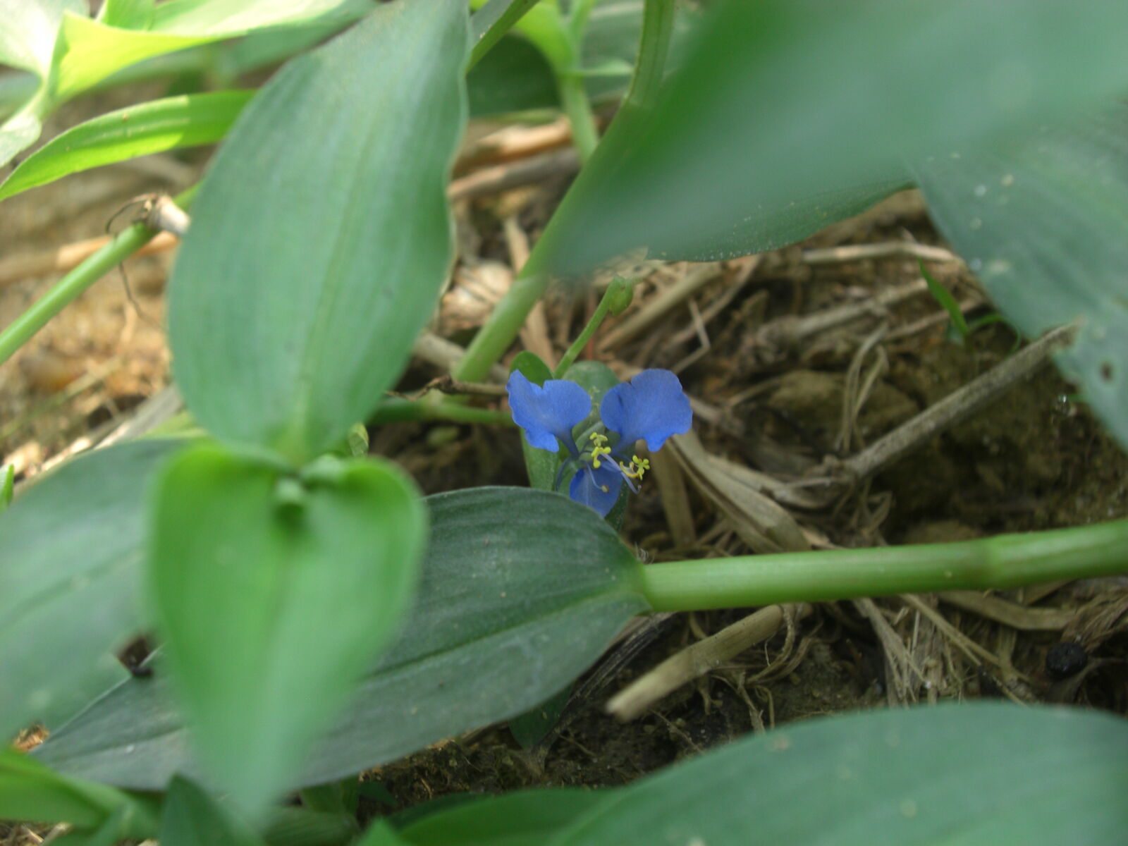 CASIO EX-Z1200 sample photo. Flower, grass, green, green photography
