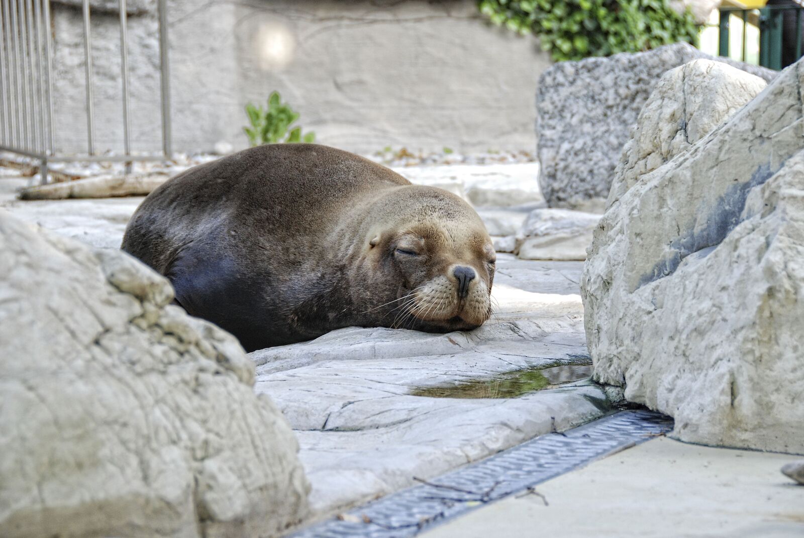 Nikon D80 sample photo. Tiergarten, sch nbrunn, sea photography