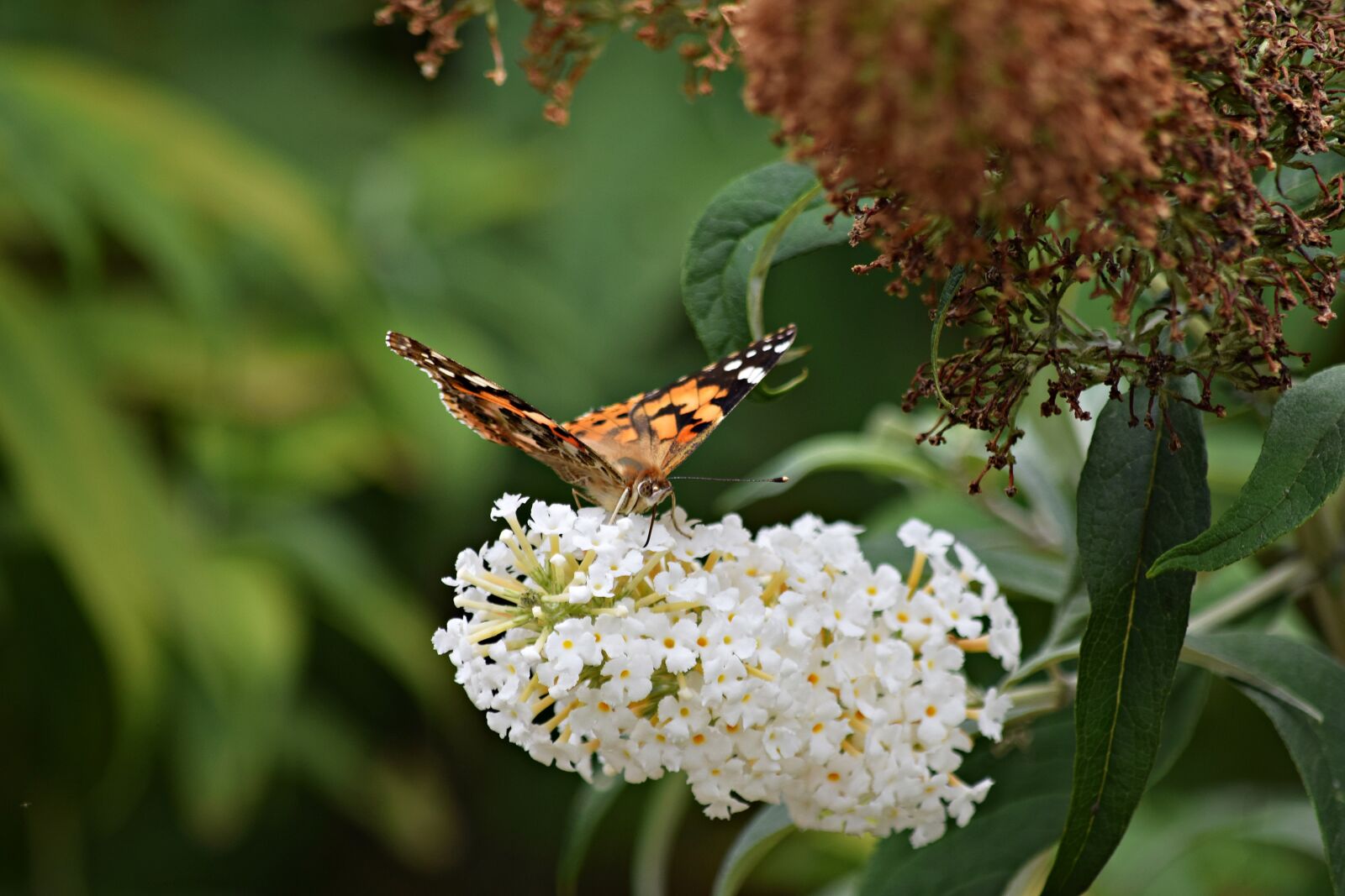 Nikon D5300 sample photo. Butterfly, flower, butterfly flower photography