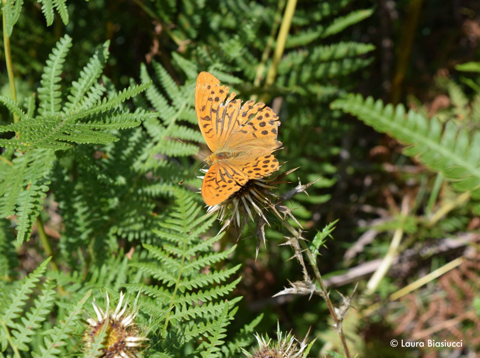 Nikon D3300 sample photo. Butterfly, mountain, insect photography