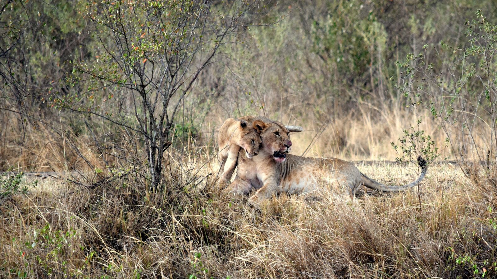 Nikon D3300 sample photo. Lion, lioness, kenya photography