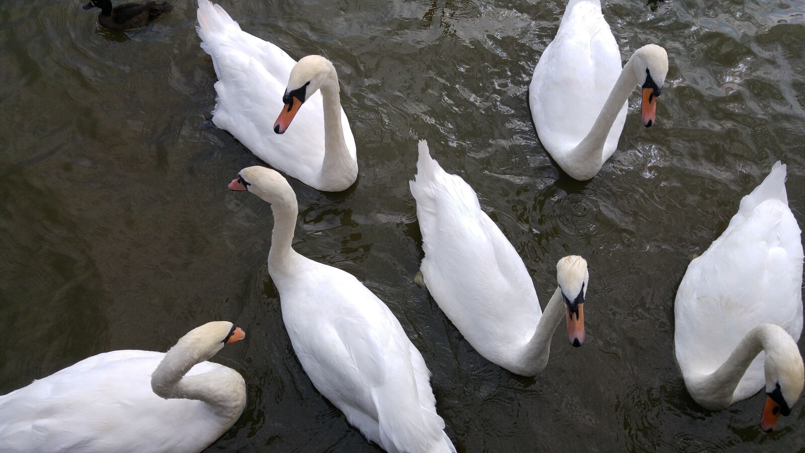 LG G4 sample photo. Mute swan, swan, waterfowl photography