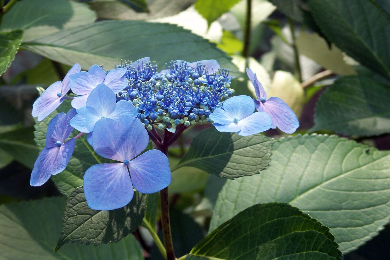 KONICA MINOLTA DiMAGE X1 sample photo. Hydrangea, lace leaf, flower photography