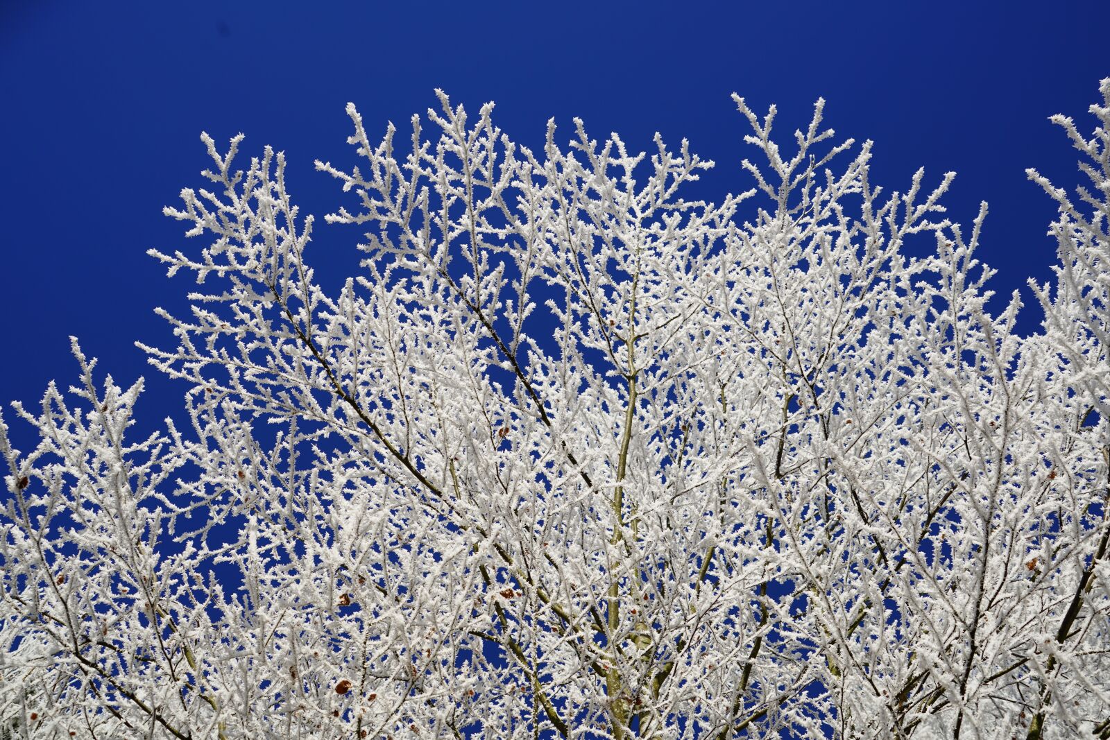 Sony a7R II + Sony FE 24-240mm F3.5-6.3 OSS sample photo. Aesthetic, hoarfrost, winter photography