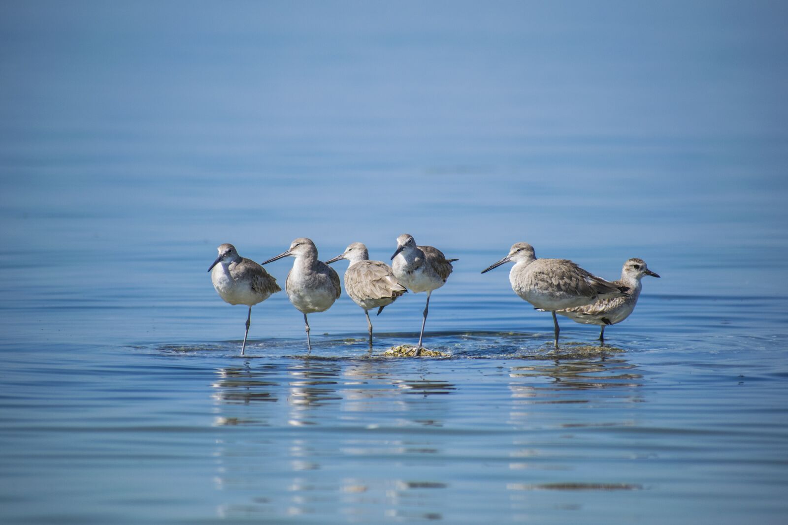 Nikon D5300 sample photo. Birds, calm, water photography