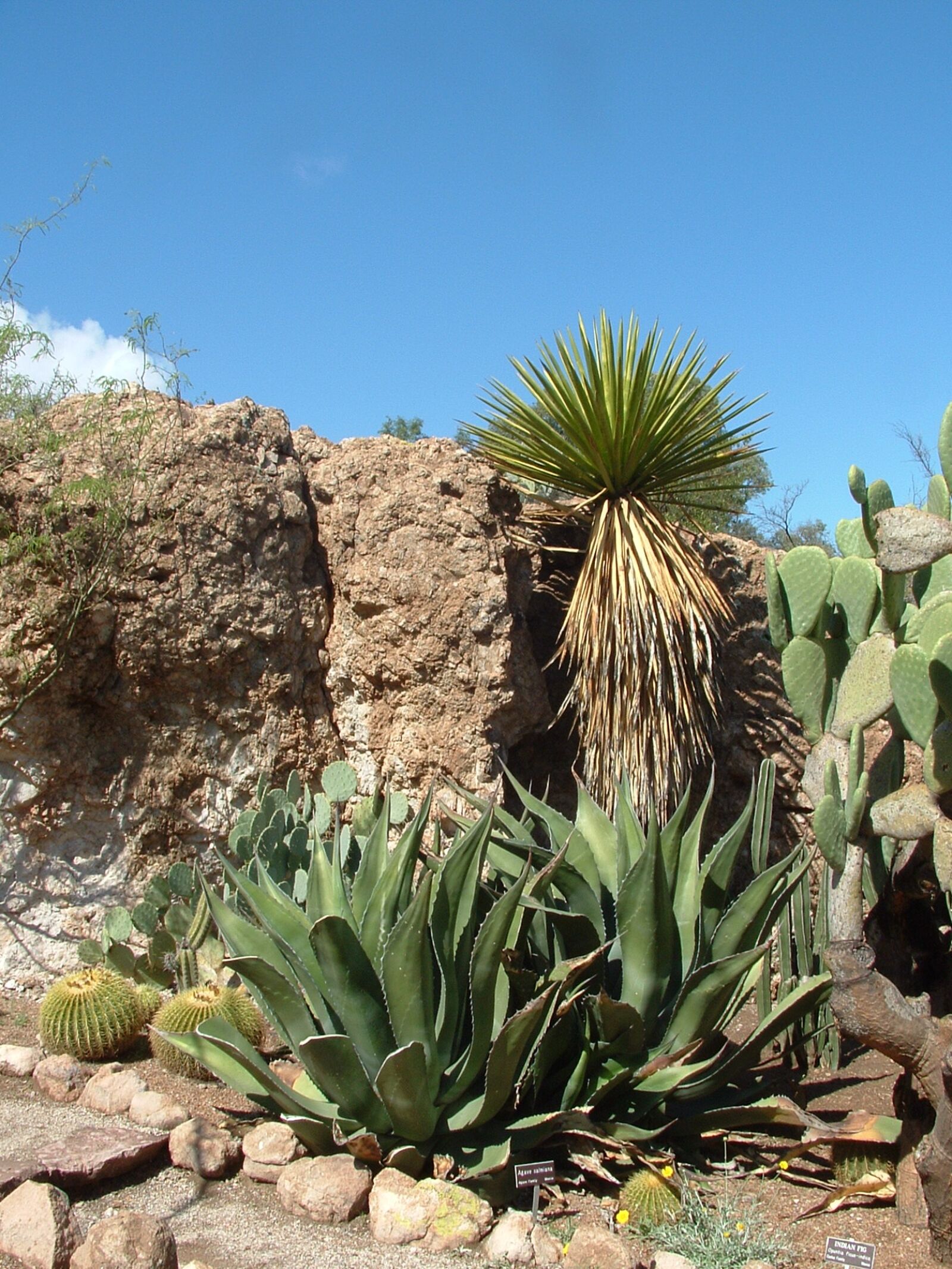 Fujifilm FinePix S3000 sample photo. Desert, agave, cactus photography