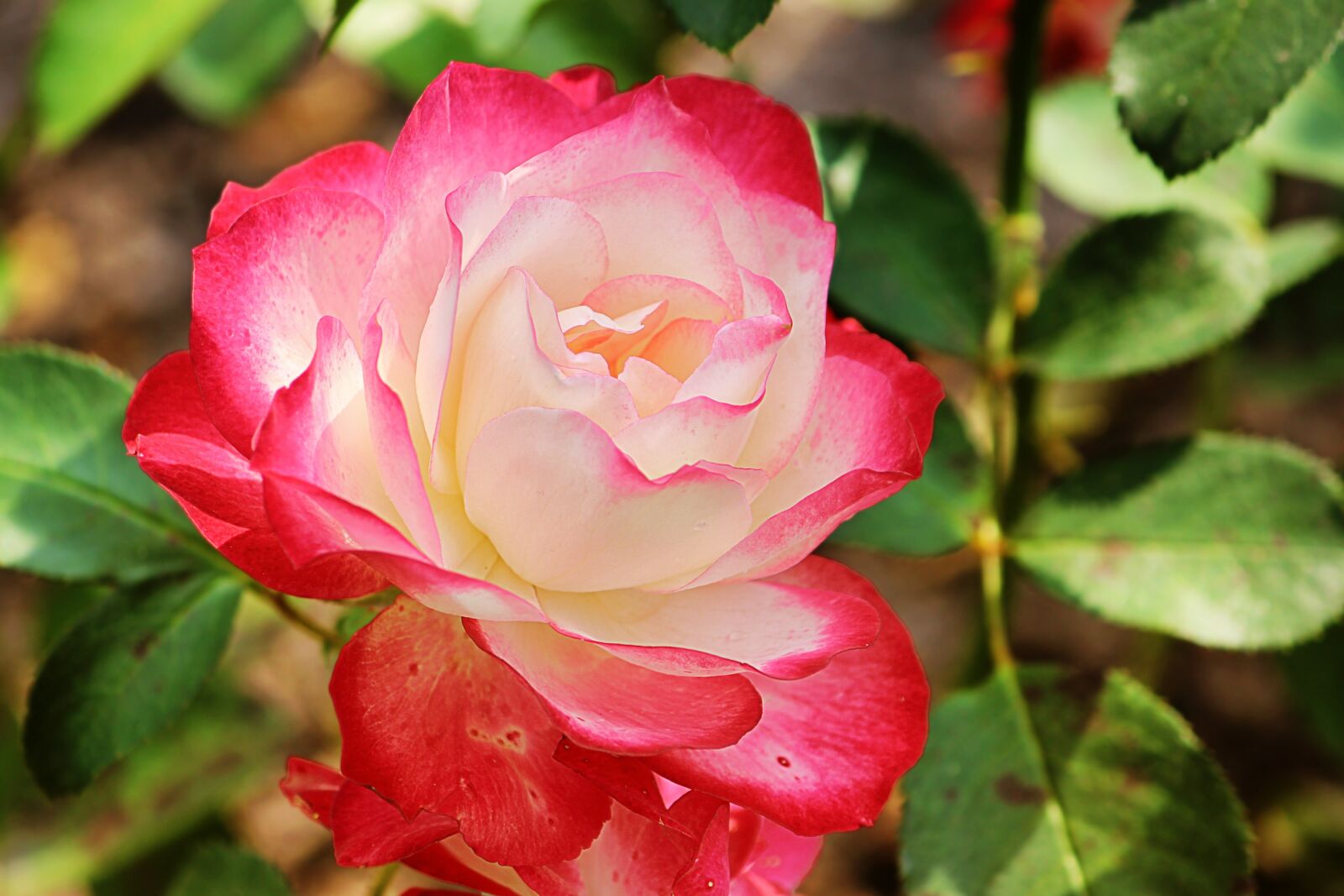 Canon EOS 600D (Rebel EOS T3i / EOS Kiss X5) sample photo. Rose, red white, blossom photography