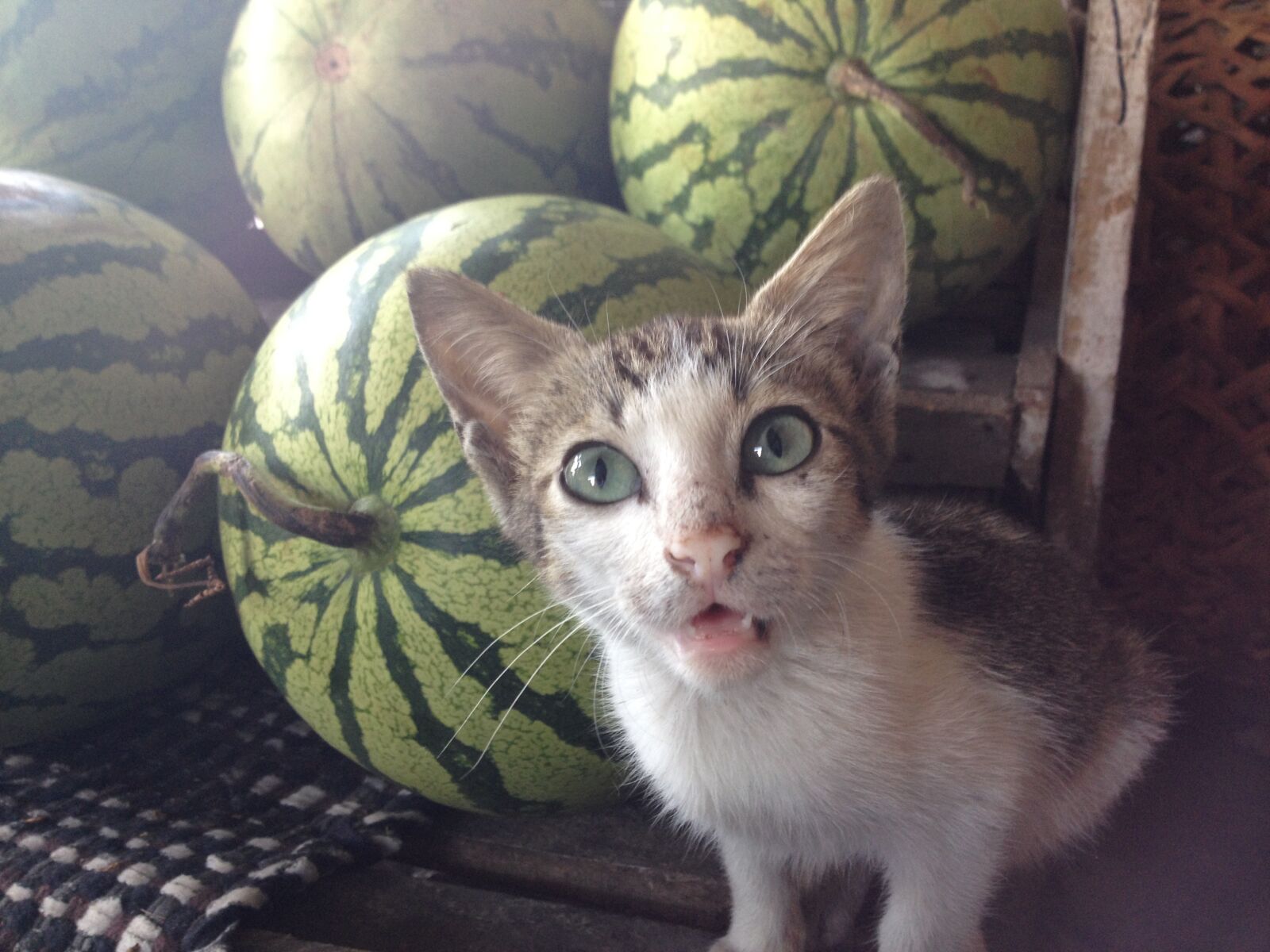 iPhone 4S back camera 4.28mm f/2.4 sample photo. Cat, vendor, melon photography