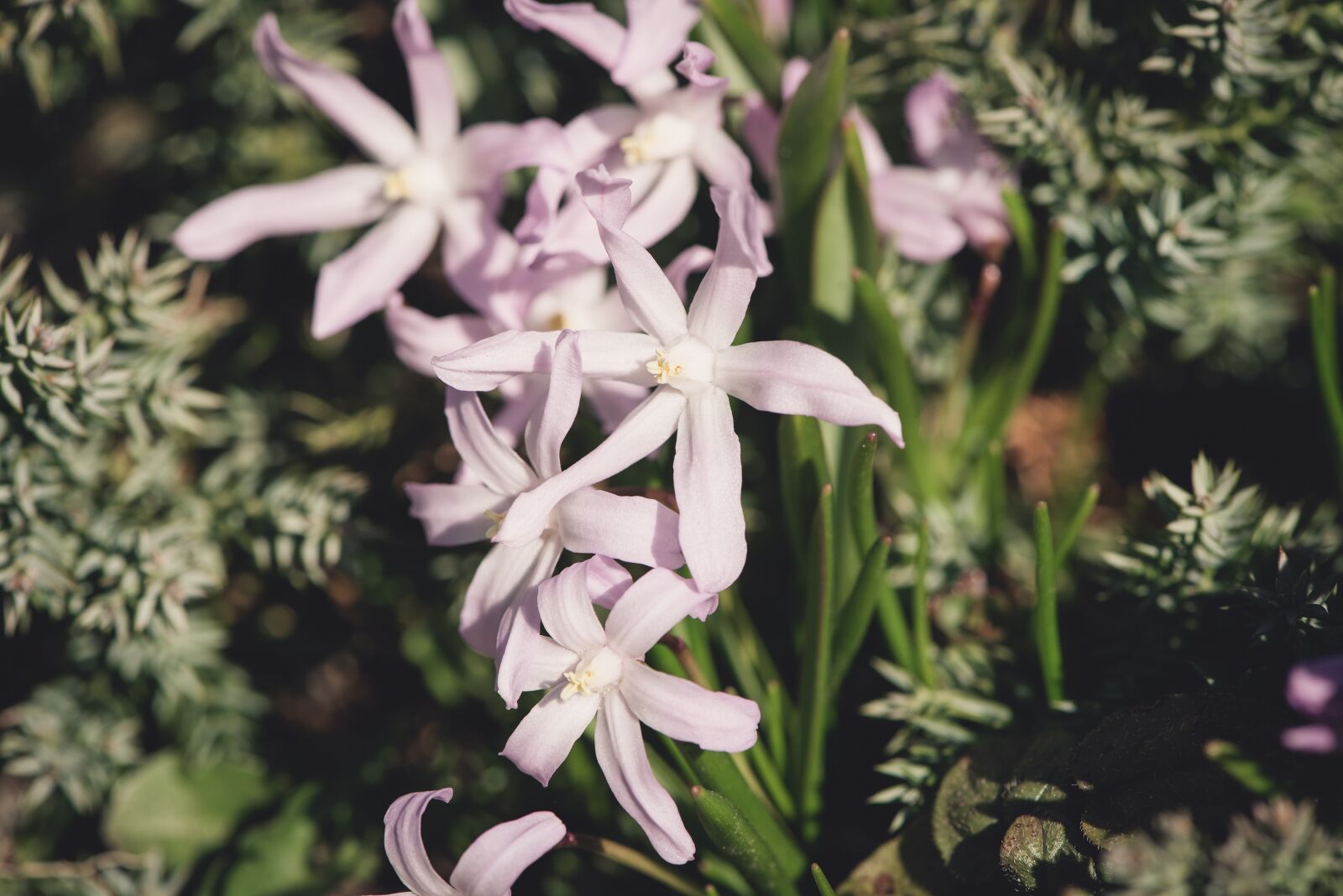 Nikon D750 sample photo. Flowers, pink, star hyacinth photography