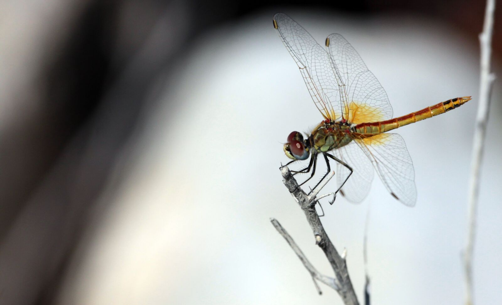 Canon EOS 50D sample photo. Sympetrum, frequens, dragonfly photography