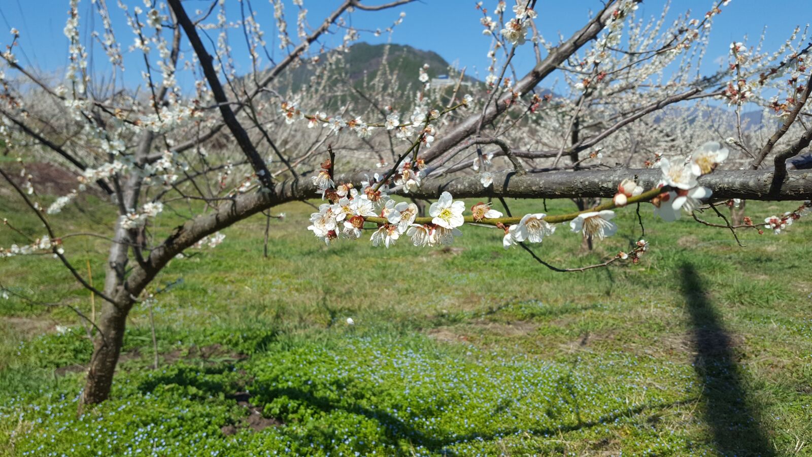 Samsung GALAXY S6 edge sample photo. Gwangyang, the pressure, plum photography