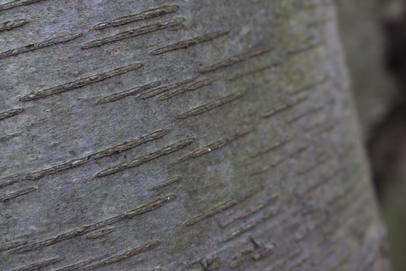 Canon EOS 700D (EOS Rebel T5i / EOS Kiss X7i) sample photo. Bark, close, up, tree photography
