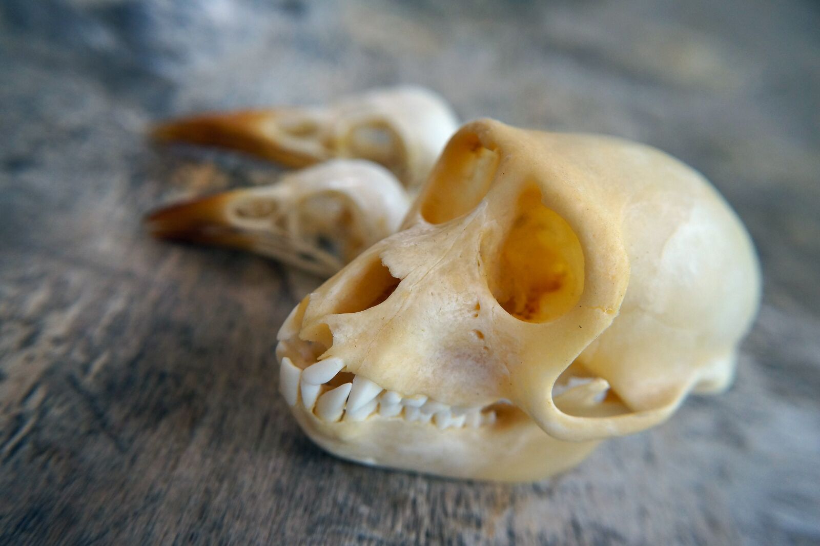 Sony E 20mm F2.8 sample photo. Skull, monkey, mammal photography