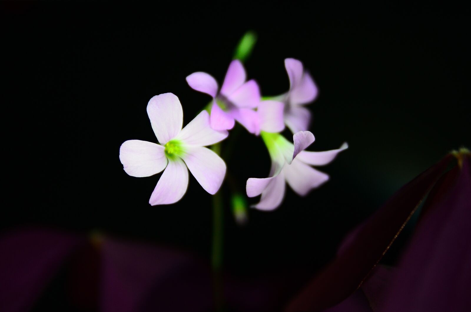 Nikon D7000 sample photo. Flower, plant, nature photography