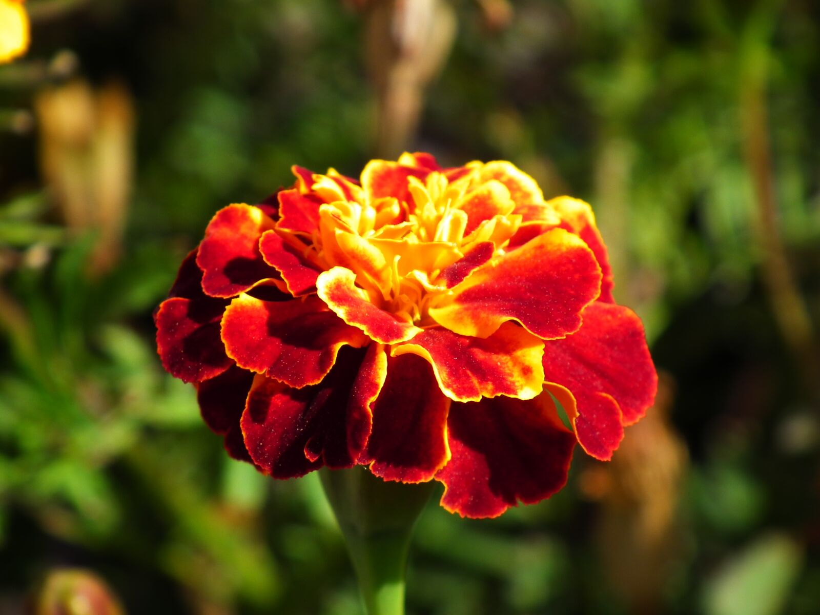 FujiFilm FinePix HS10 (FinePix HS11) sample photo. Flower, nature, plant photography