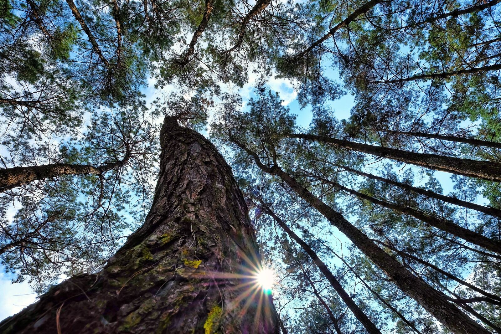ZEISS Touit 12mm F2.8 sample photo. Forest, nature, lanscapes photography