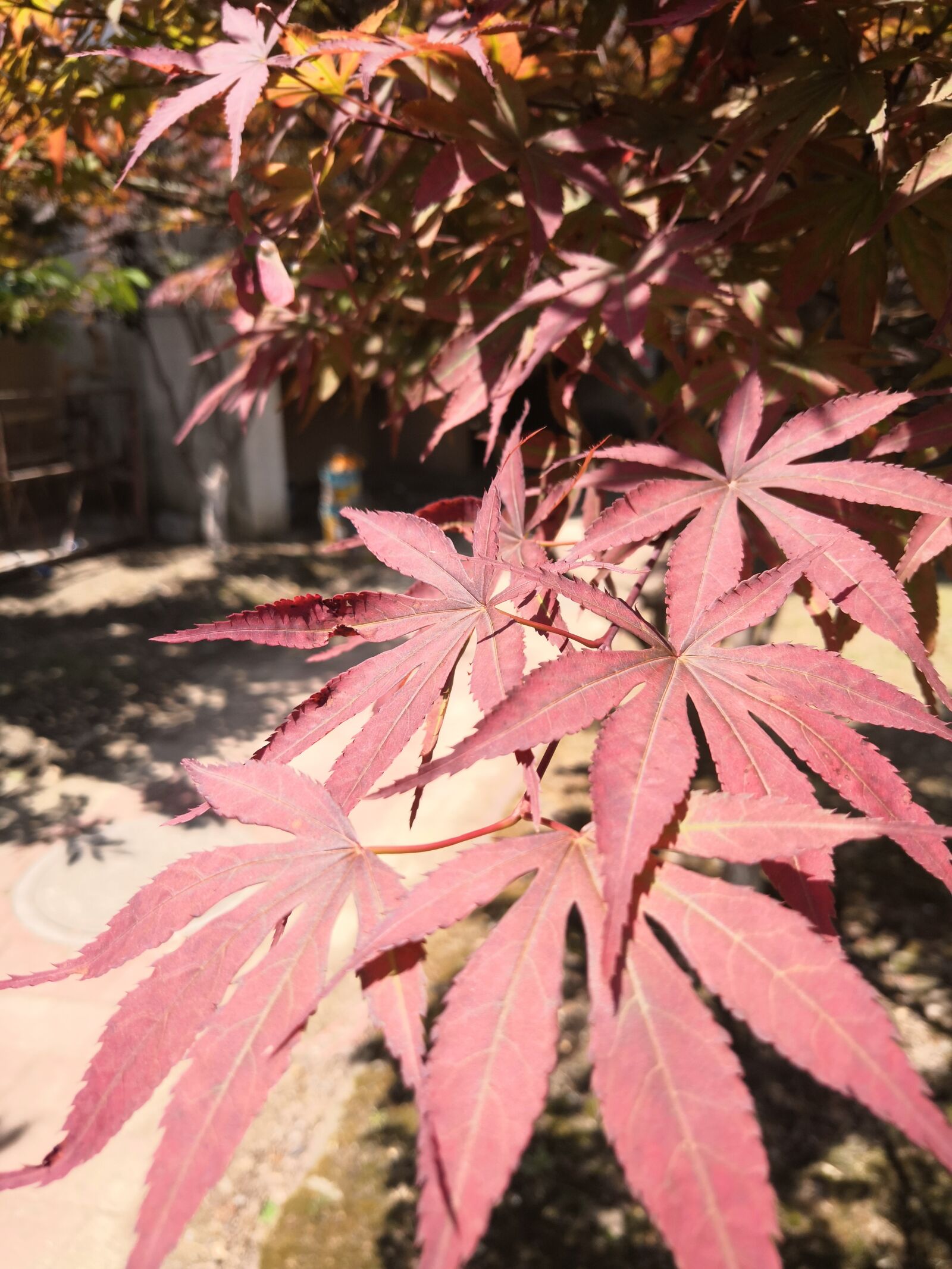 HUAWEI Honor V10 sample photo. Maple, recall, thoughts photography