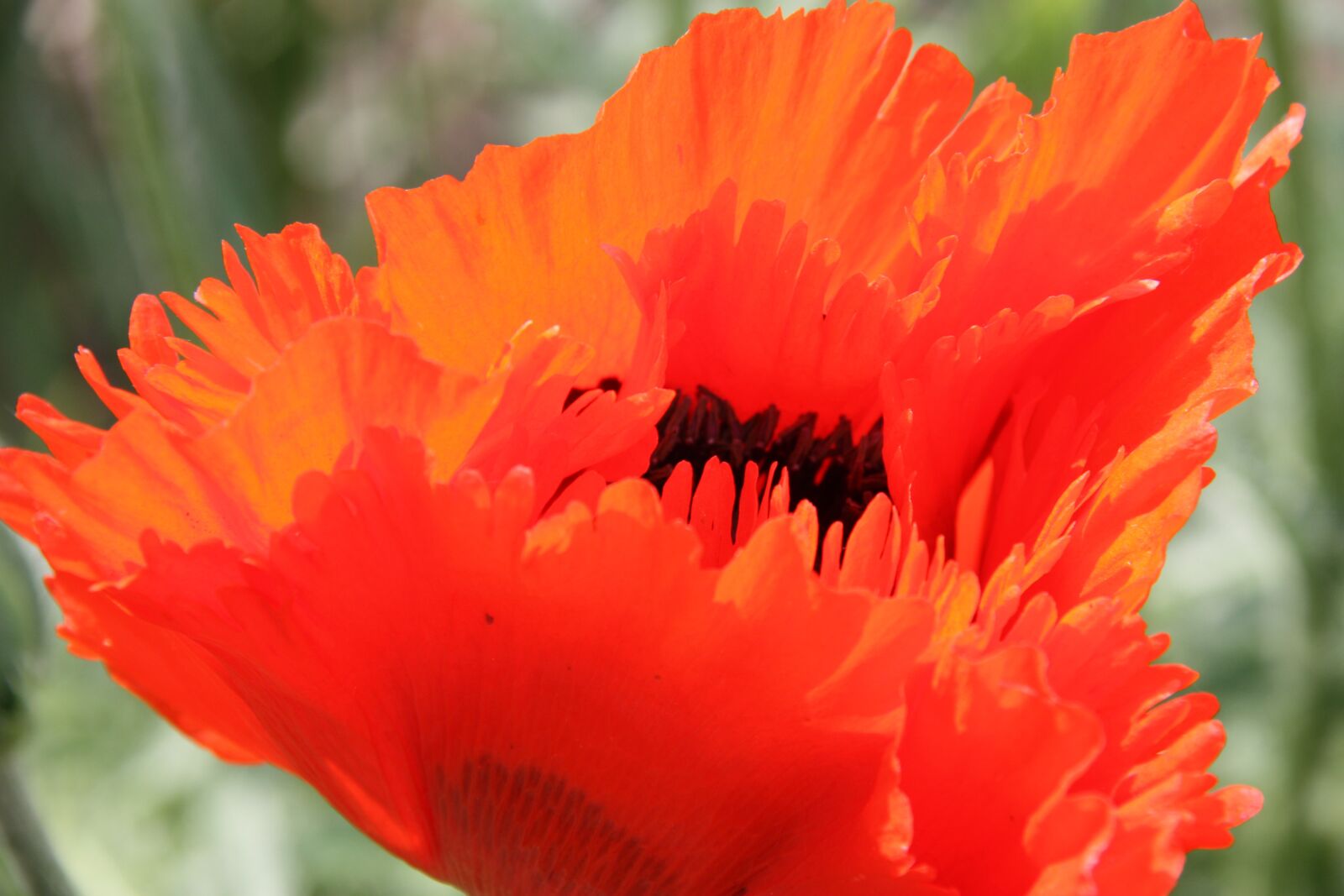 Canon EOS 450D (EOS Rebel XSi / EOS Kiss X2) sample photo. Poppy, red poppy, mohngewaechs photography