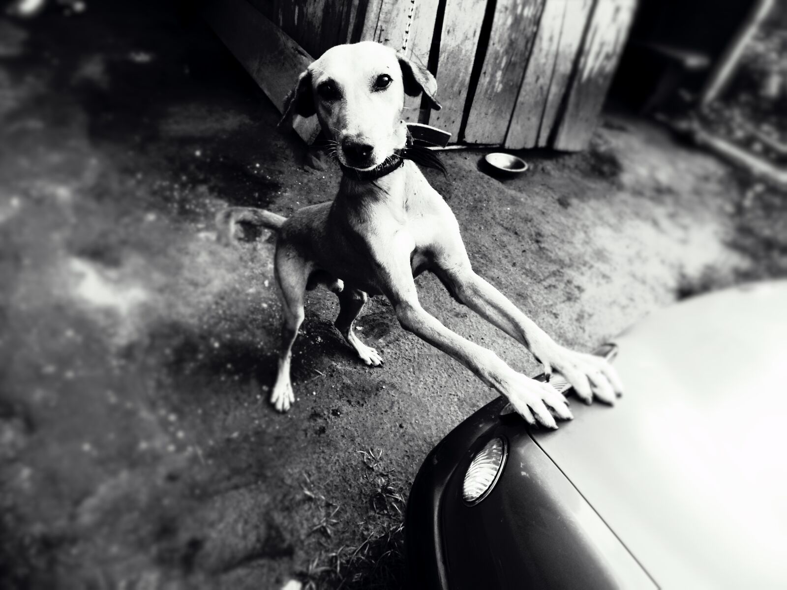 Samsung WB2200F sample photo. Animal, dog, domestic animal photography