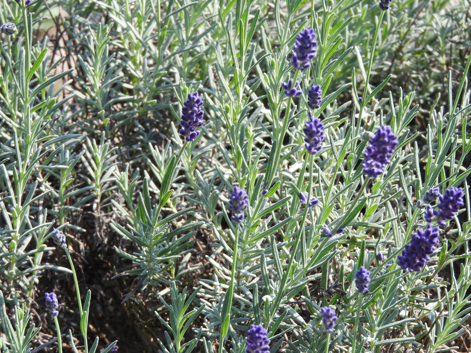 Nikon Coolpix P610 sample photo. Lavender, purple, wild herbs photography