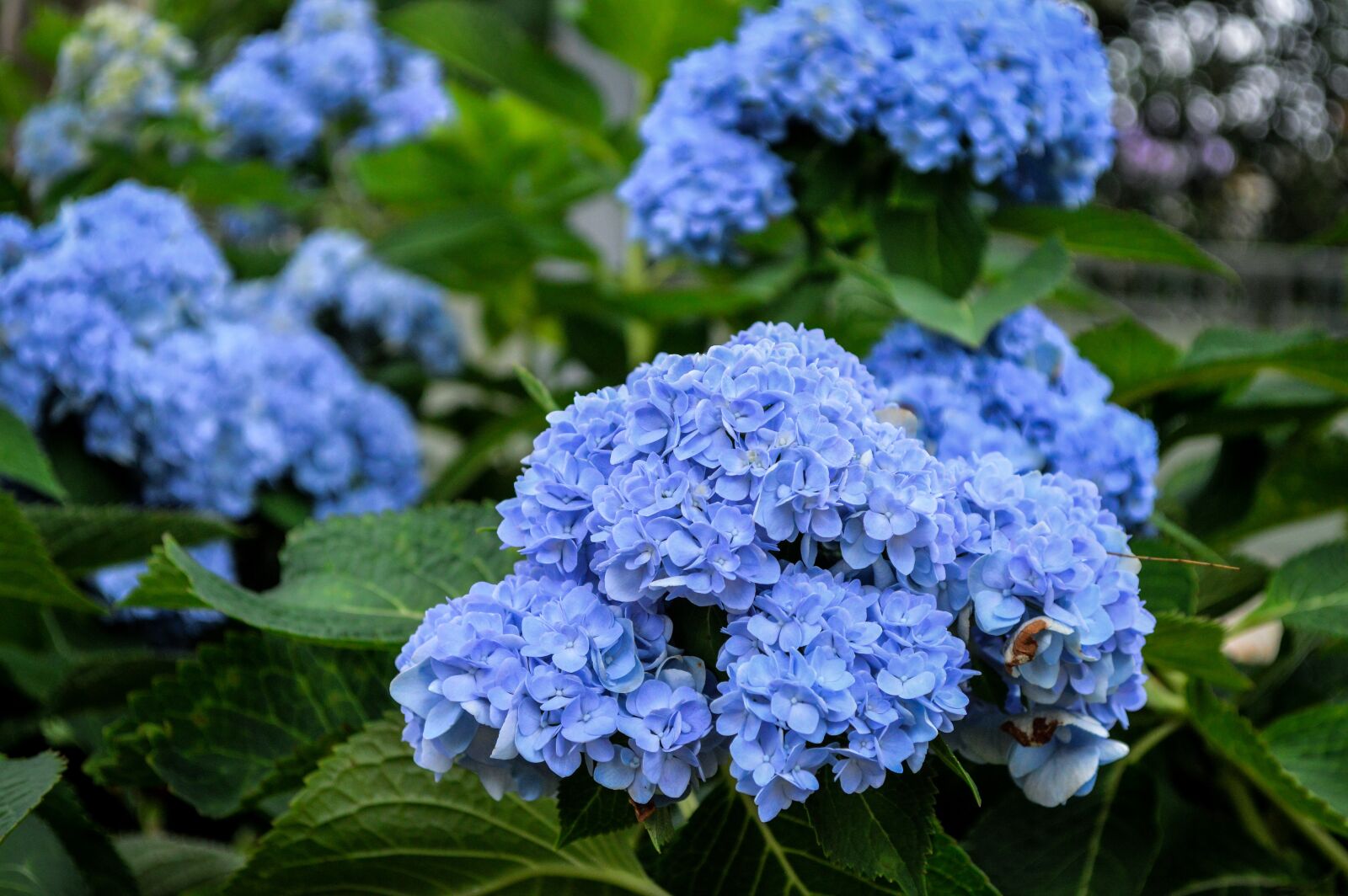 Nikon D3200 sample photo. Flower, purple flower, in photography