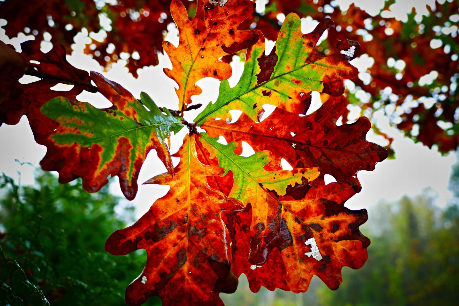 Panasonic Lumix DMC-FZ1000 sample photo. Oak, letter, autumn photography