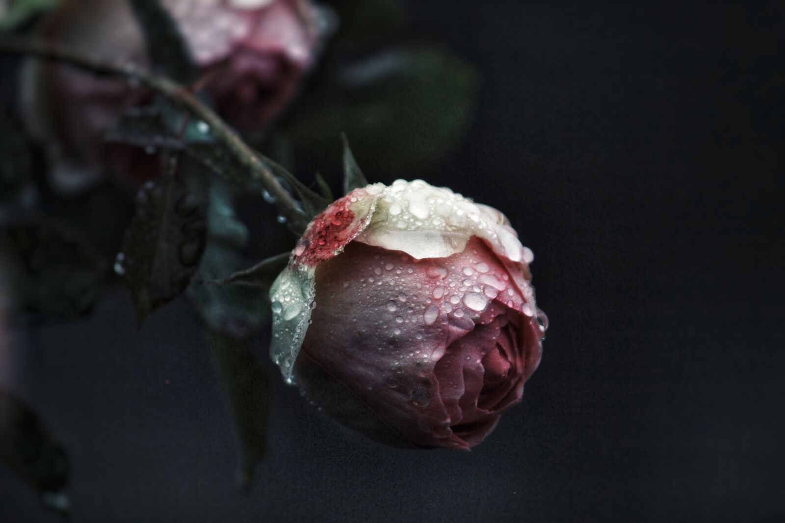Canon EOS 1200D (EOS Rebel T5 / EOS Kiss X70 / EOS Hi) sample photo. Rose, drip, raindrop photography