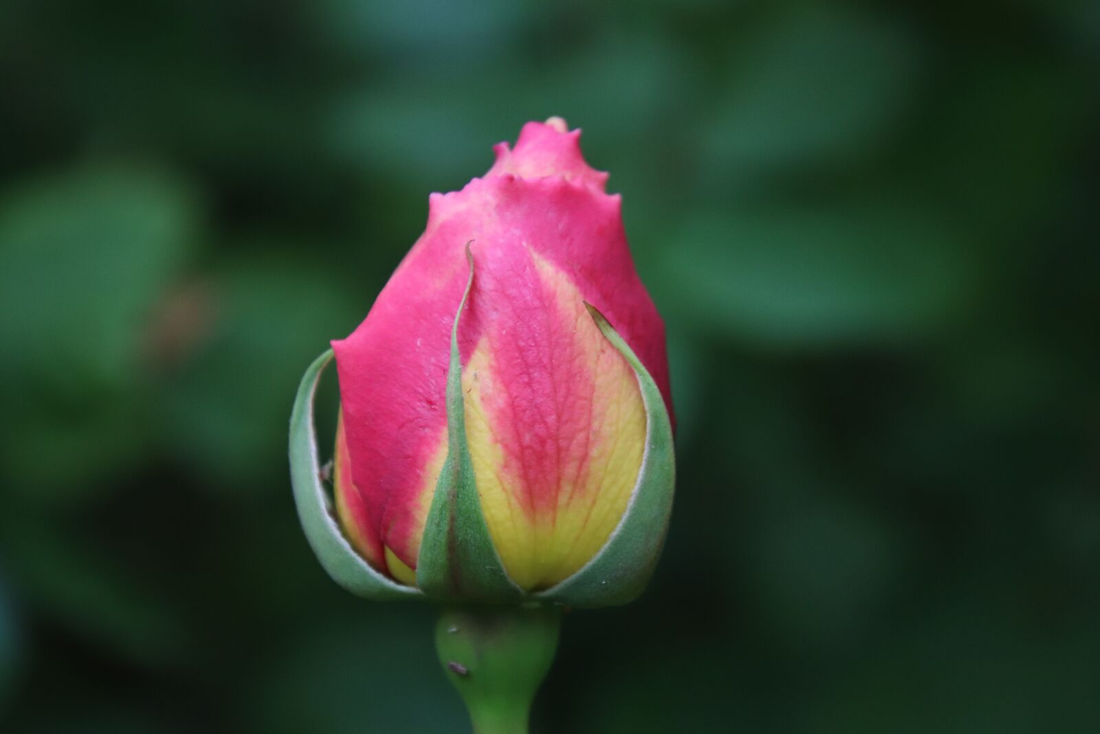 Canon EOS 77D (EOS 9000D / EOS 770D) sample photo. Rose, flower, bloom photography