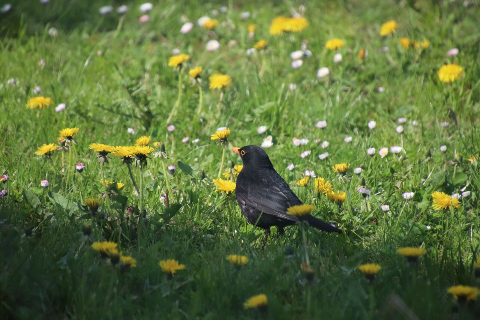 Canon EOS 800D (EOS Rebel T7i / EOS Kiss X9i) sample photo. Merle, birds, blackbird photography
