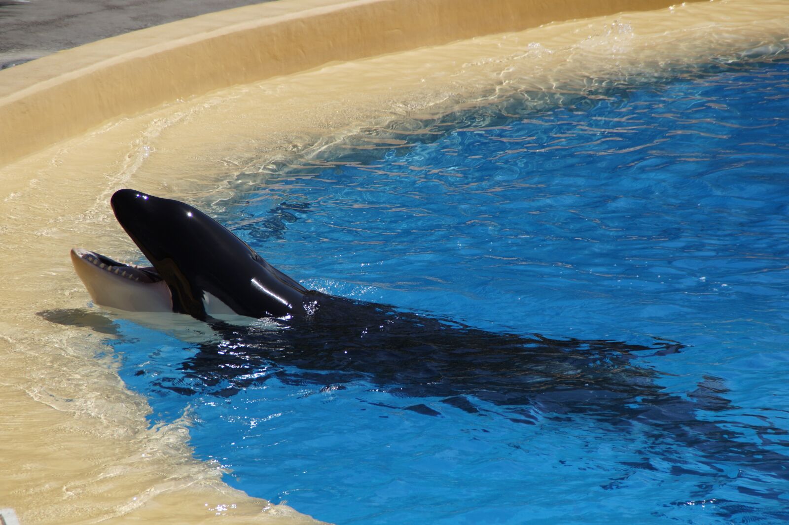 Sony SLT-A58 sample photo. Orka, killer whale, killer photography