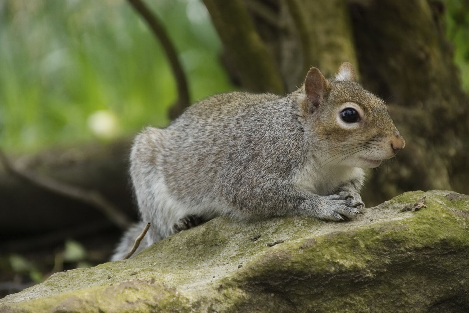 Nikon D7100 sample photo. Squirrel, wildlife, animal photography