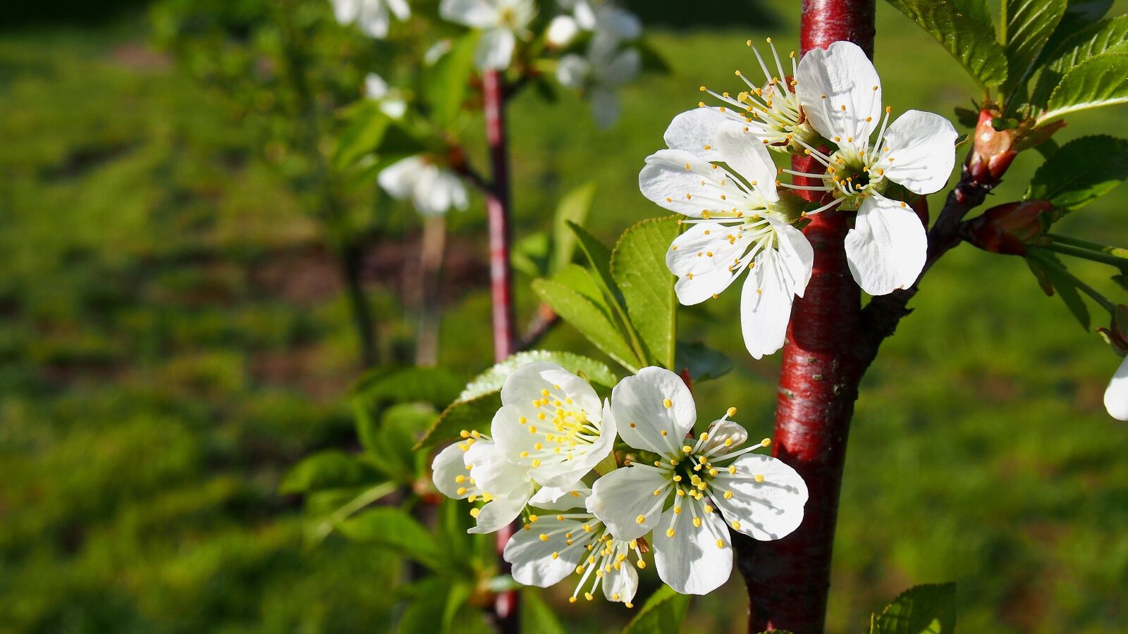 Olympus PEN E-PL6 sample photo. Flower, cherry, blooms photography