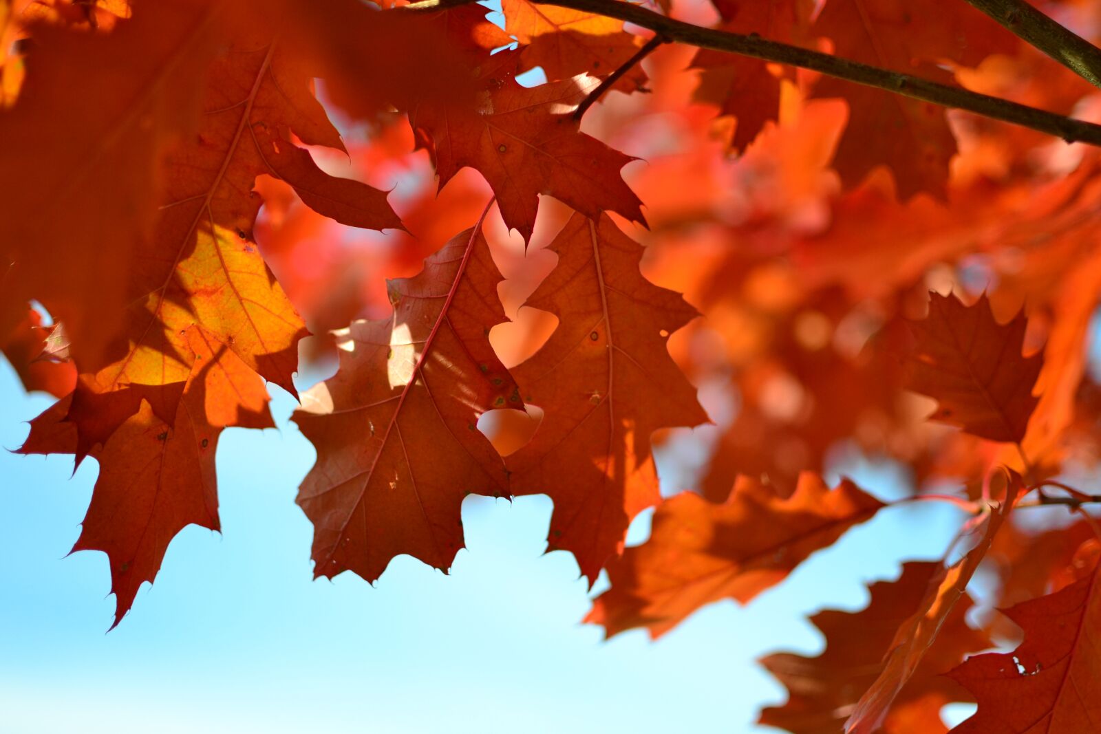 Nikon D3100 sample photo. Autumn, foliage, red leaves photography