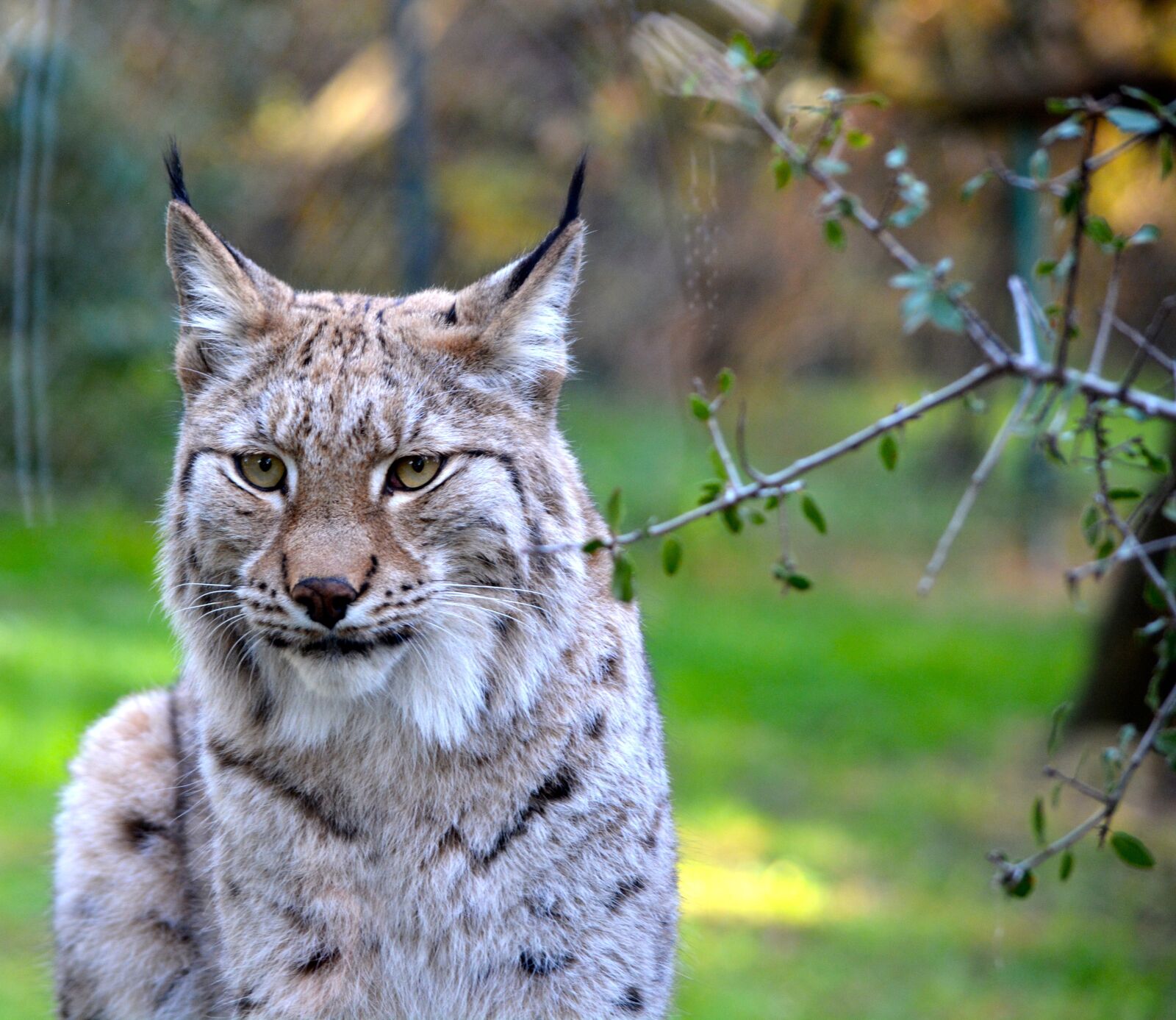 Nikon D5200 sample photo. Lynx, animal, zoo photography
