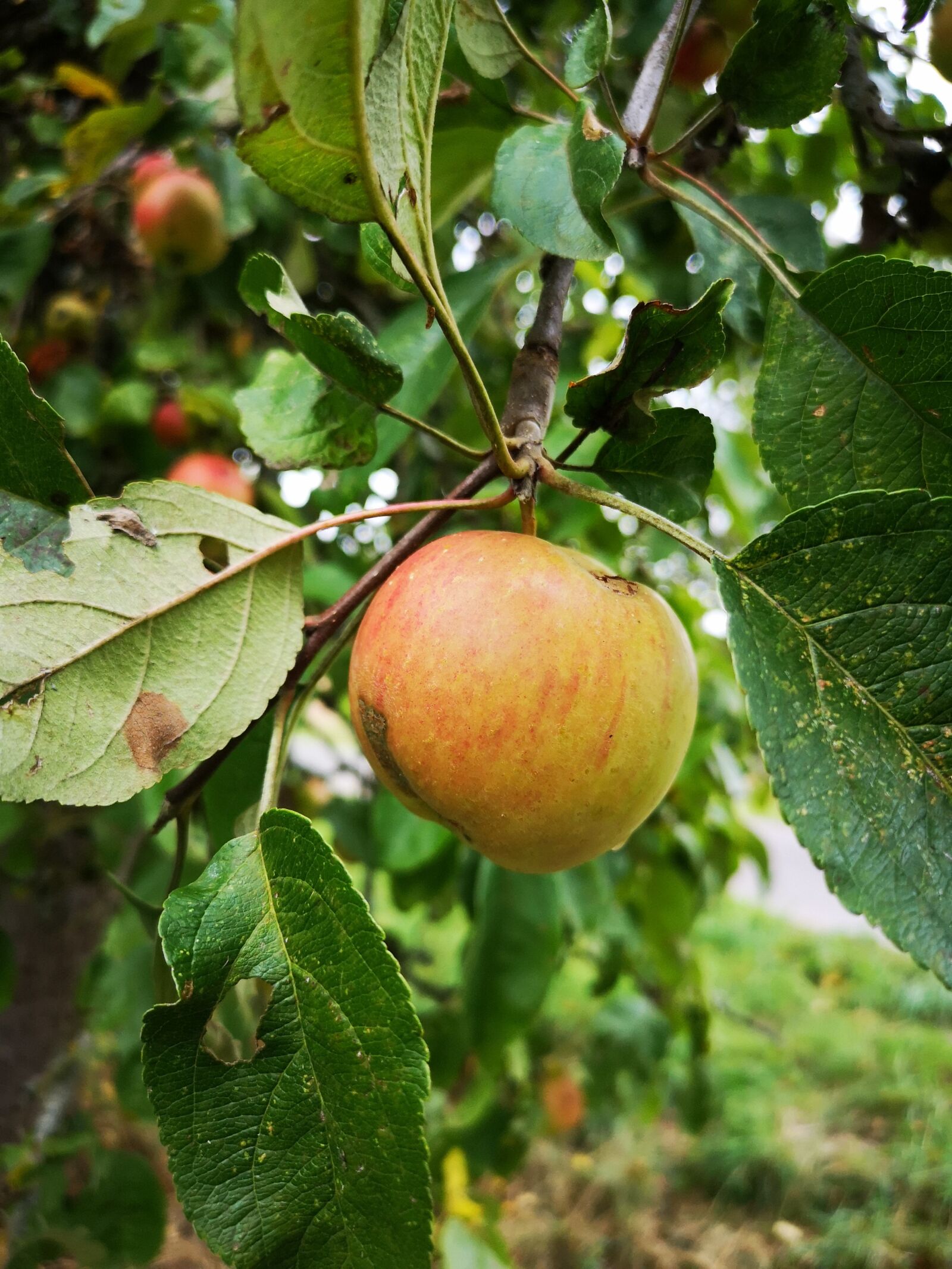 HUAWEI CLT-L29 sample photo. Apple, tree, leaf photography