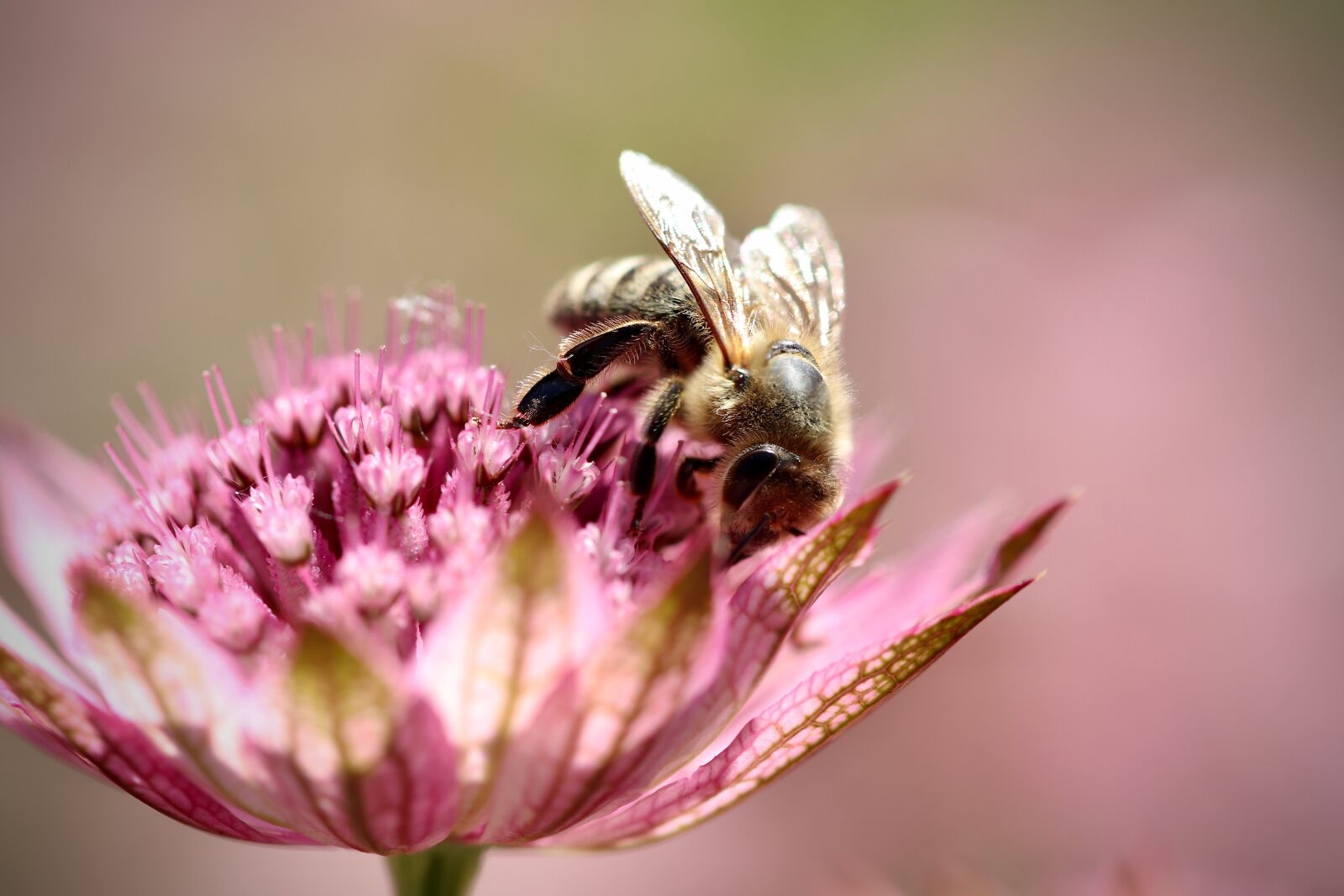 Canon EOS 800D (EOS Rebel T7i / EOS Kiss X9i) sample photo. Masterwort, honey bee, bee photography