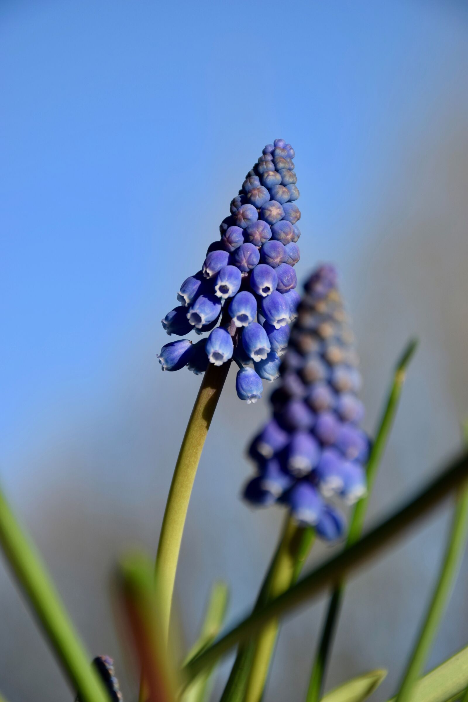 Nikon D5300 sample photo. Grape hyacinth, traubenhyazinthe, bl photography