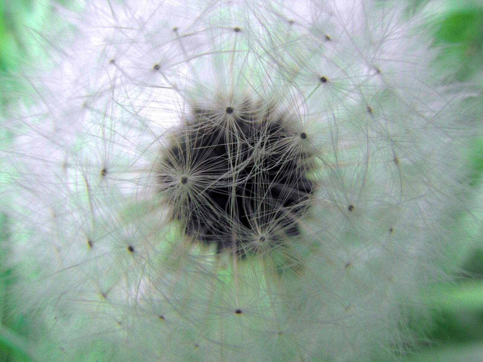 Canon PowerShot SX10 IS sample photo. Naturaleza, planta, acercamiento photography